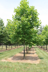 tree relocating in Loundoun County, Virginia