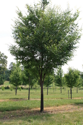 moving and transplanting trees in Fauquier County VA