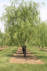 relocating trees in Middleburg VA