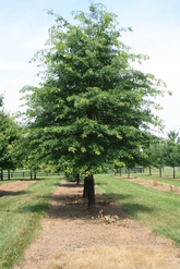 tree moving and transplanting in Upperville, VA
