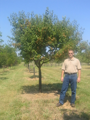 transplanting trees in Delaplane, Virginia