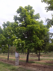 treemoving to Ashburn, Virginia