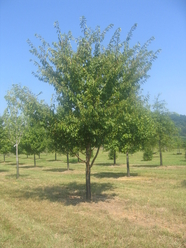 tree transplanting in Berryville, Virginia