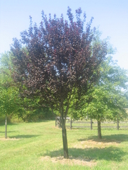 tree transplanting and moving in Reston, Virginia