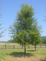 moving and transplanting trees to The Plains, Virginia