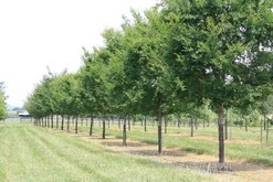 transplanting trees in Leesburg, VA