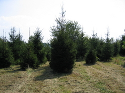 relocating trees to Herndon, VA
